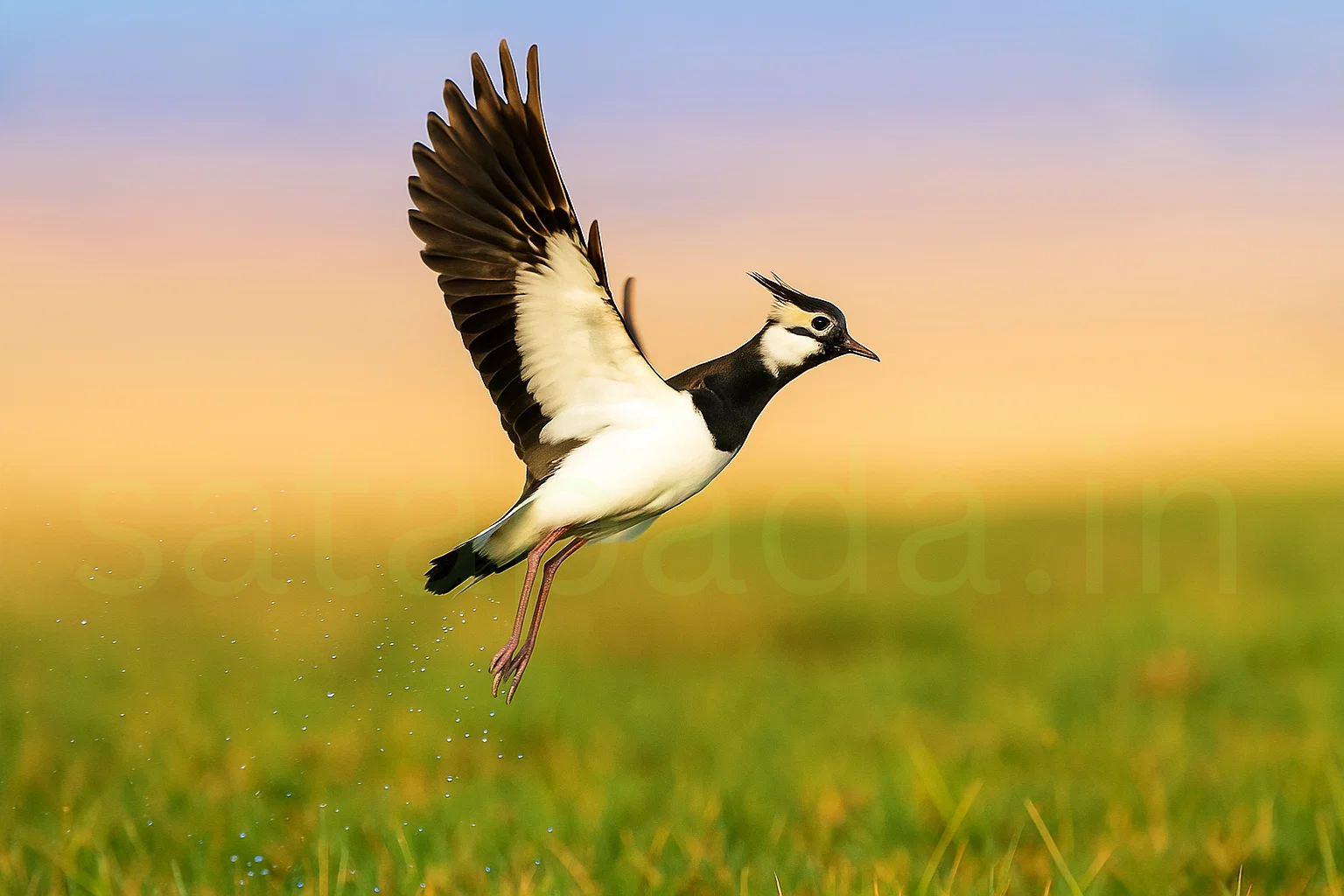 Mangalajodi Bird Sanctuary