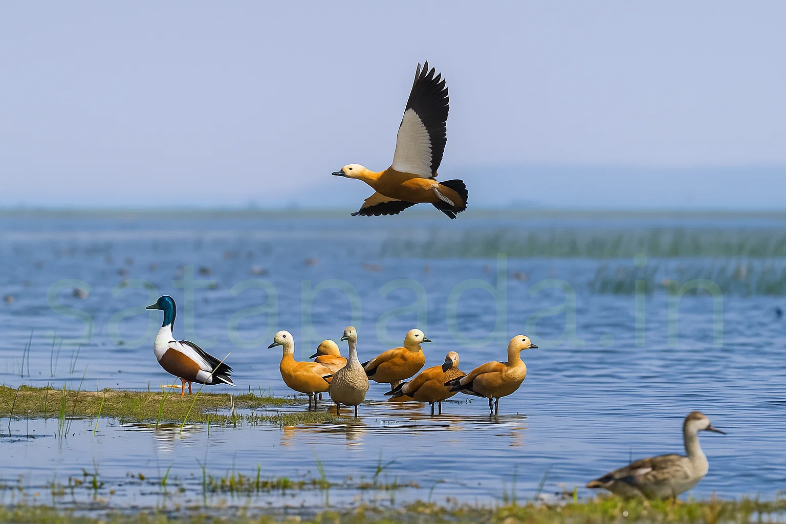 Nalabana Bird Sanctuary